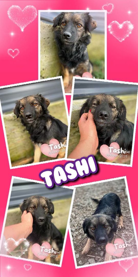 Tashi, Mischling, Nürnberg