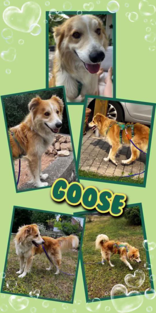 Goose, Mischling, Aufenthalt in Deutschland, Langenzenn