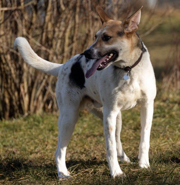 Michel, DSH-Akita-Mix, Stuttgart