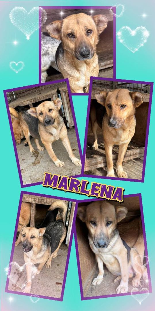 Marlena, Mischling, Aufenthalt in Rumänien, Botoșani