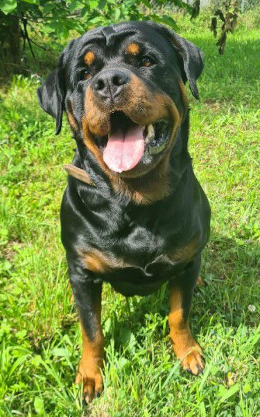 Dunya, Rottweiler, Stuttgart
