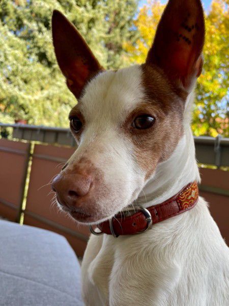 Joelito, Ratanero-Mix, Stuttgart