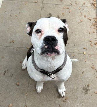 Berta, Am. Bulldog - Boxer - Mix (laut DNA Test), Stuttgart