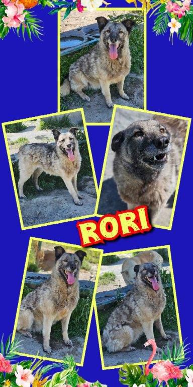 Rori, Mischling, Aufenthalt in Rumänien
