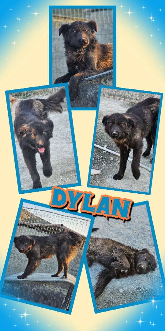 Dylan, Mischling, Aufenthalt in Rumänien