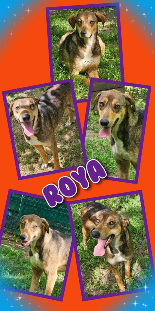 Roya, Mischling, Aufenthalt in Rumänien