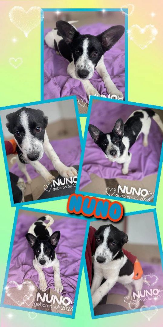 Nuno, Mischling, Aufenthalt in Rumänien, Botosani
