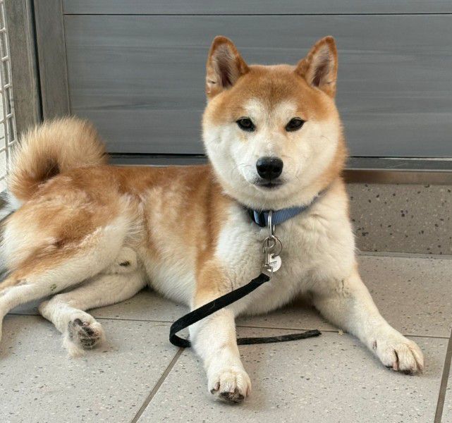 Akito, Shiba Inu, Stuttgart