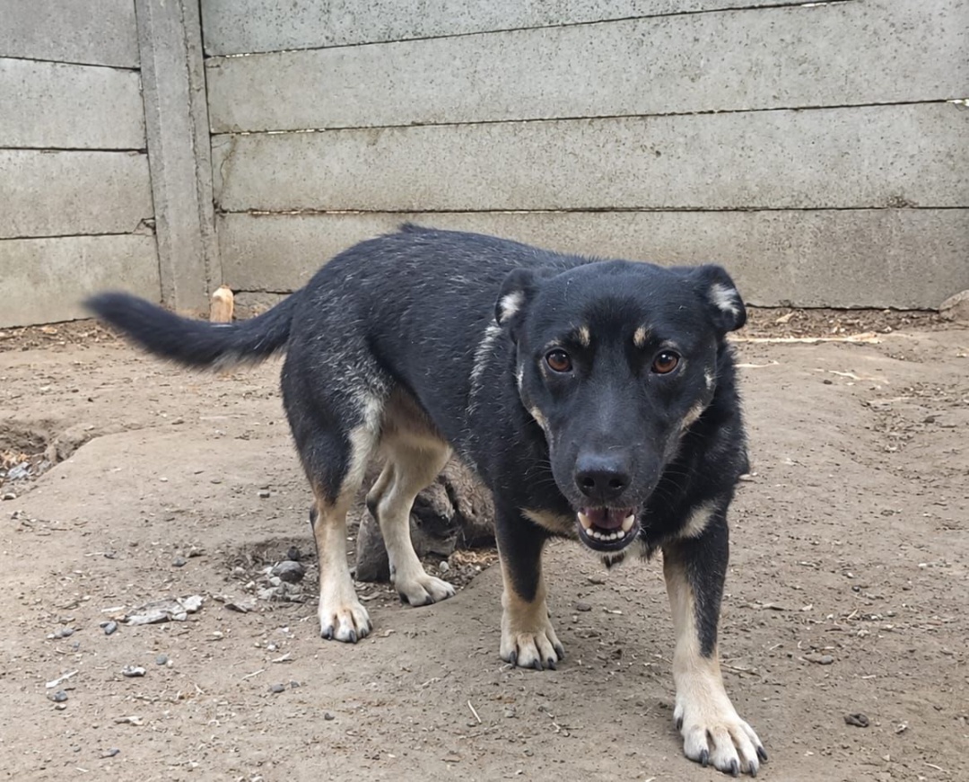 Felix, Schäferhund-Mischling, Pflegestelle in Slowakei, Hurbanovo