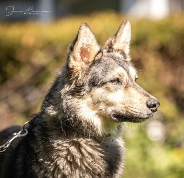 Happy, Husky-Mix, Stuttgart