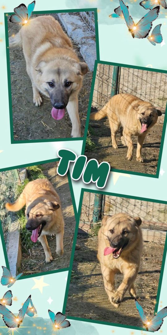 Tim, Mischling-Mischling, Aufenthalt in Rumänien