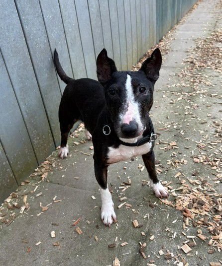 Amy, Miniatur Bullterrier, Stuttgart