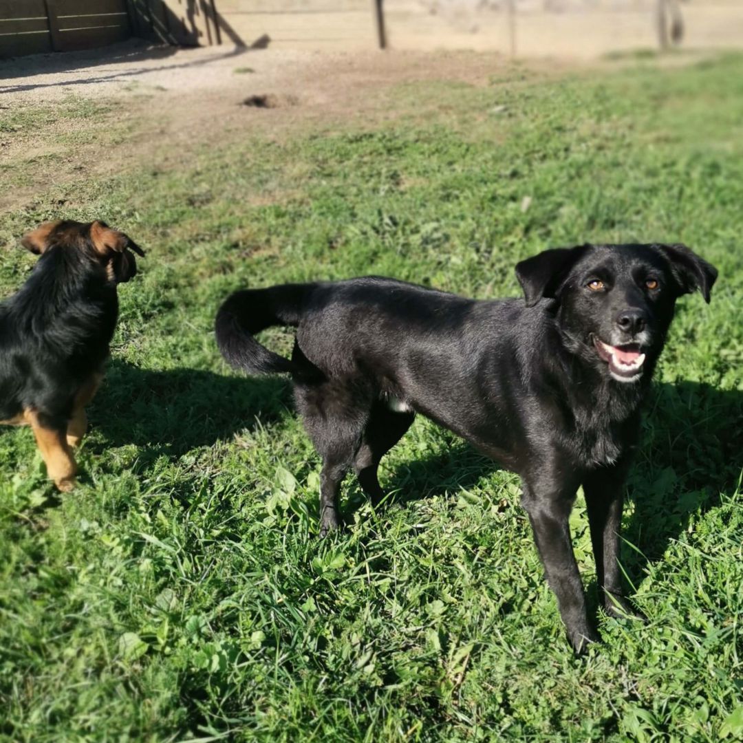 Blacky, Mischling, Kitzingen