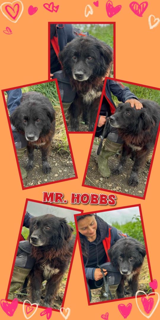 Mr. Hobbs, Mischling, Aufenthalt in Rumänien