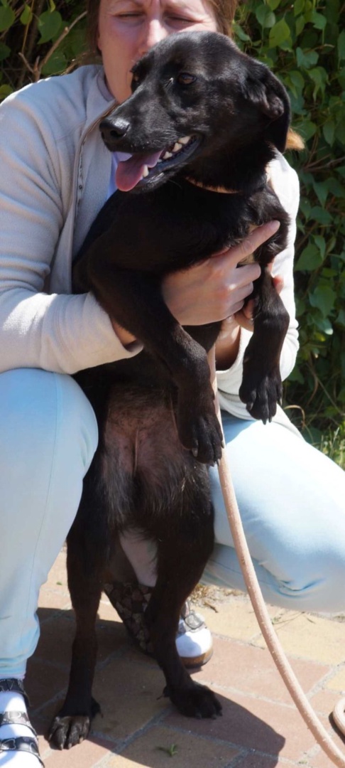 Betty, Mischling, Pflegestelle in Slowakei, Hurbanovo