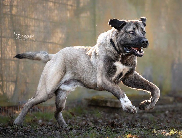 Emir, Kangal Aksaray Malaki (Türkischer Mastiff), Stuttgart