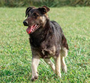 Toto, Schäferhund-Mischling, Aufenthalt in Kroatien, Biograd