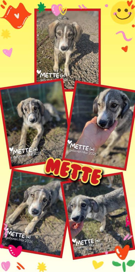Mette, Mischling, Aufenthalt in Rumänien, Botoșani