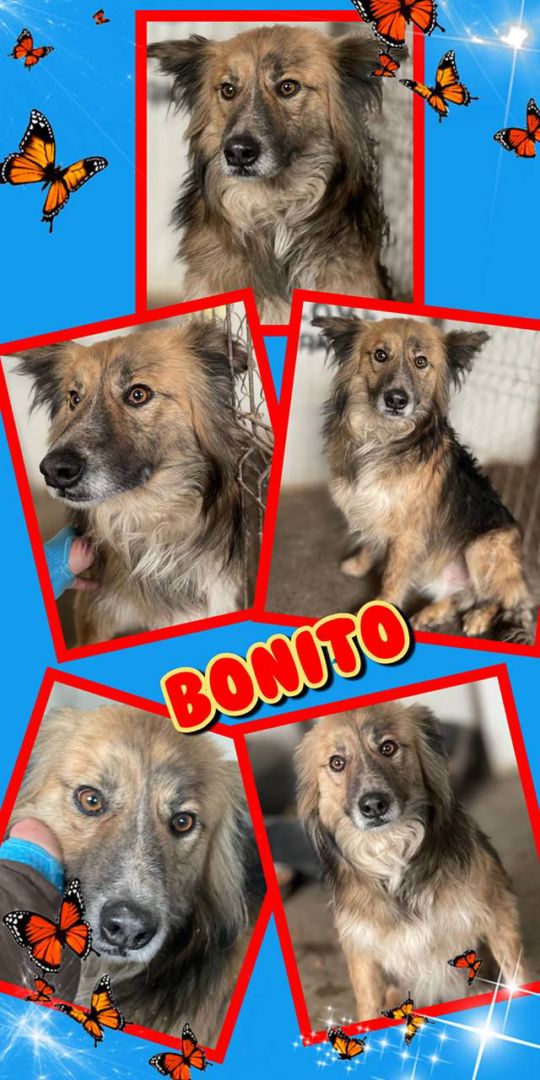 Bonito, Mischling, Aufenthalt in Rumänien