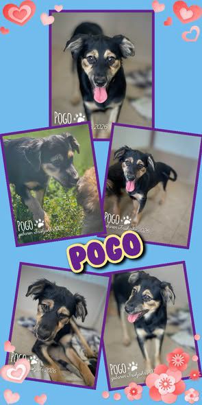 Pogo, Mischling, Aufenthalt in Rumänien, Botoșani