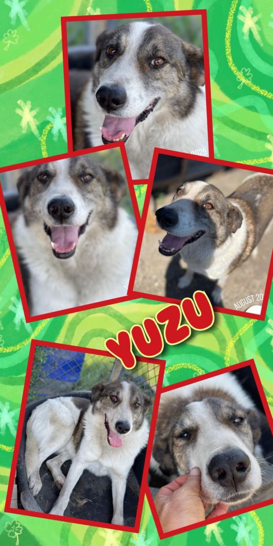 Yuzu, Mischling, Aufenthalt in Rumänien