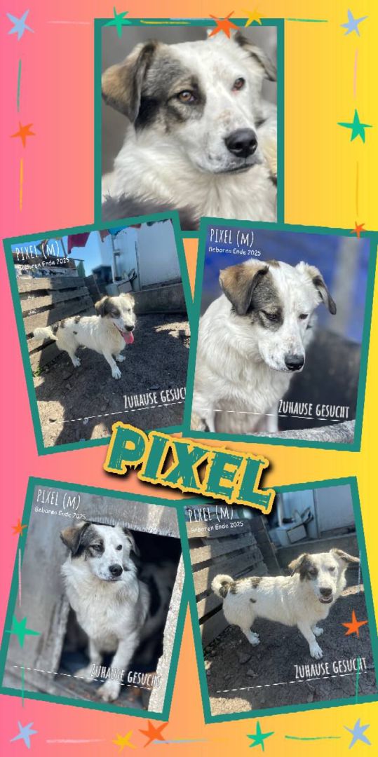 Pixel, Mischling, Aufenthalt in Rumänien, Botoșani