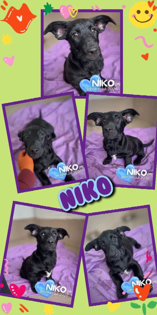 Niko, Mischling, Aufenthalt in Rumänien, Botosani