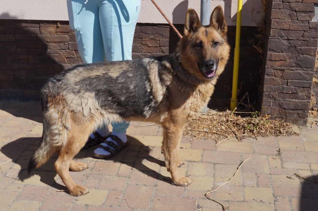 Giselle, Schäferhund-Mischling, Pflegestelle in Slowakei, Hurbanovo