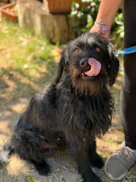 Bagira, Schnauzer-Mix, Pegnitz