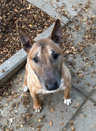Charly, Miniatur Bullterrier, Stuttgart