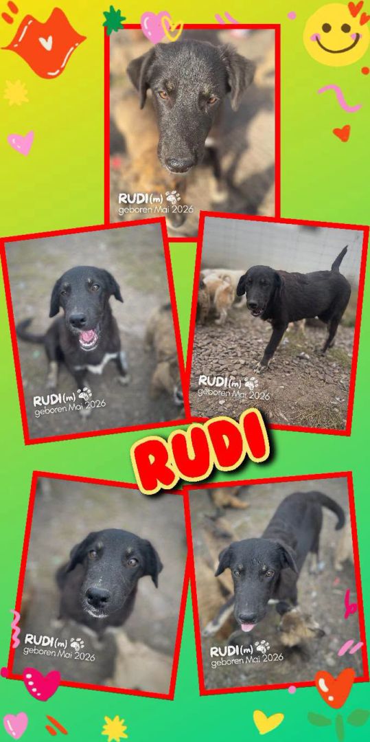 Rudi, Mischling, Aufenthalt in Rumänien, Rumänien-Botosani