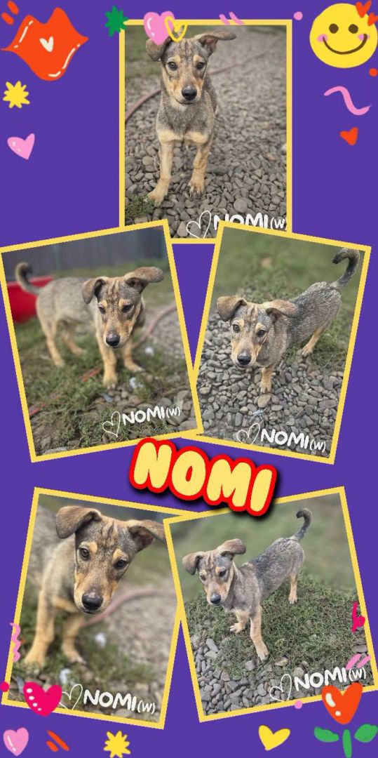 Nomi, Mischling, Aufenthalt in Rumänien, Botoșani