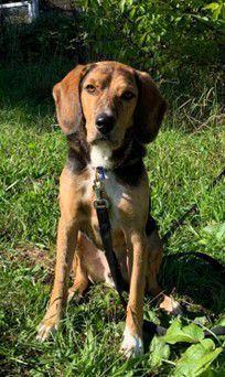 Cooper, Jagdhund-Mix, Stuttgart