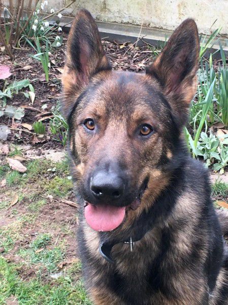 Rocky, Deutscher Schäferhund, Stuttgart