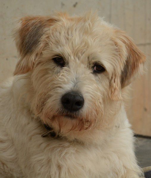 Arhat, Schnauzer-Mix, Stuttgart