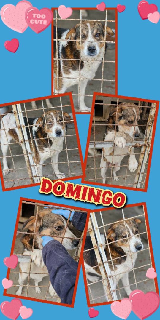 Domingo, Mischling, Aufenthalt in Rumänien