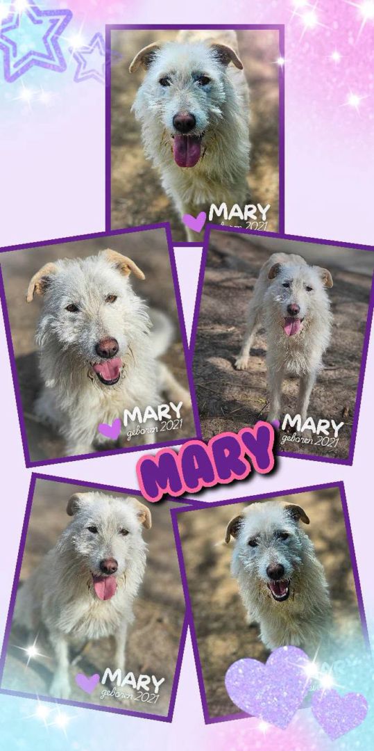 Mary, Mischling, Aufenthalt in Rumänien, Botoșani