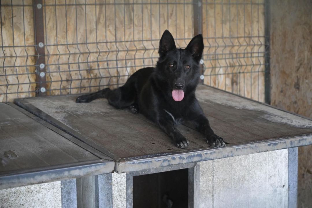 Nita, Kroatischer Schäferhund-Mischling, Kitzingen