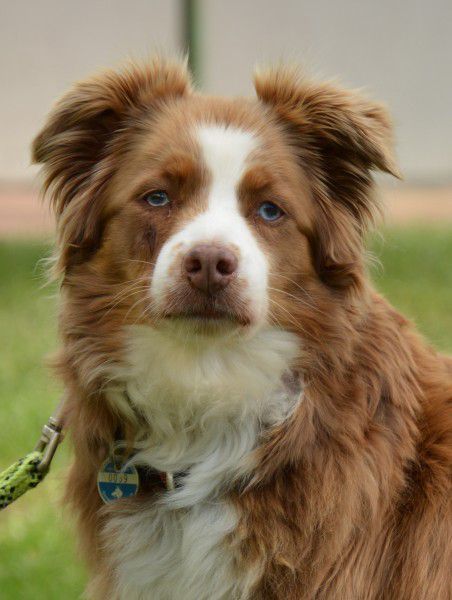 Lady, Australian Shepherd, Stuttgart