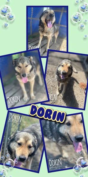 Dorin, Mischling, Aufenthalt in Rumänien, Botoșani