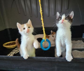 Bimba, Mischling, Weilheim in Oberbayern