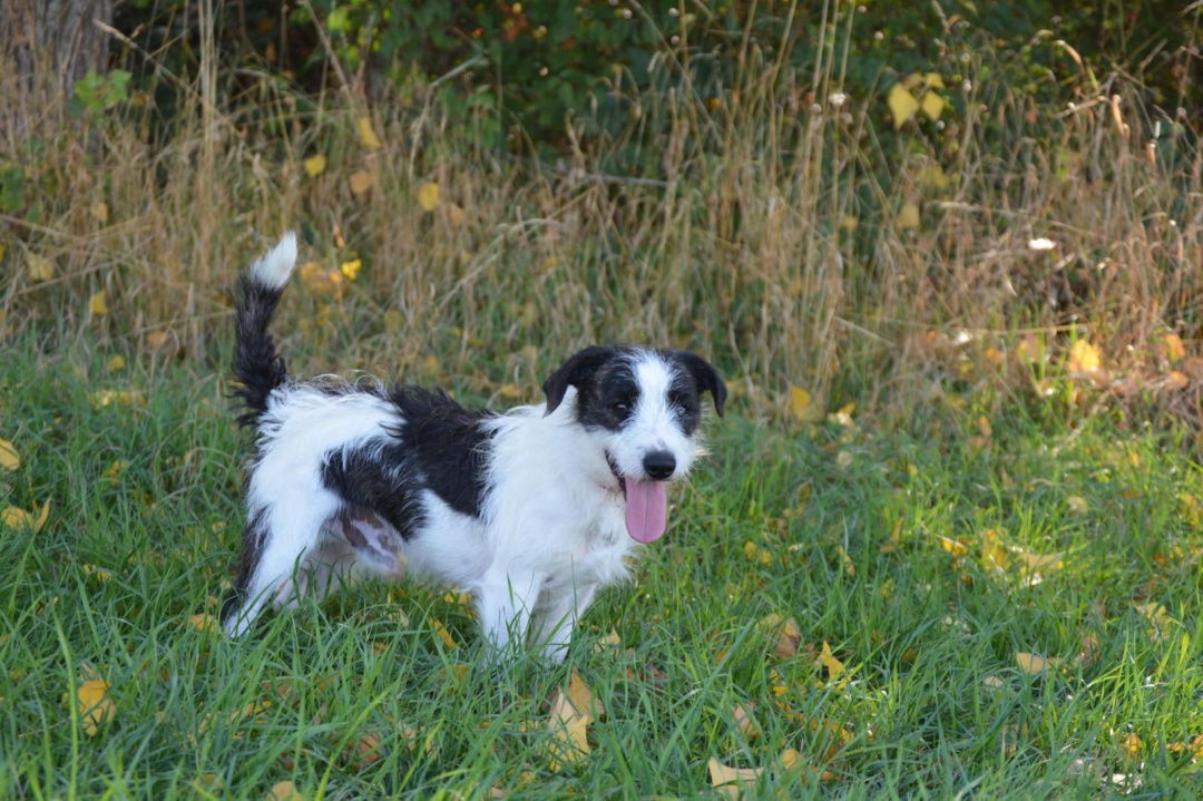 Rony, Terrier Mischling, Pflegestelle in Slowakei, Trencin