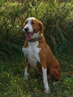 Lucky, Save Bracke, Kitzingen