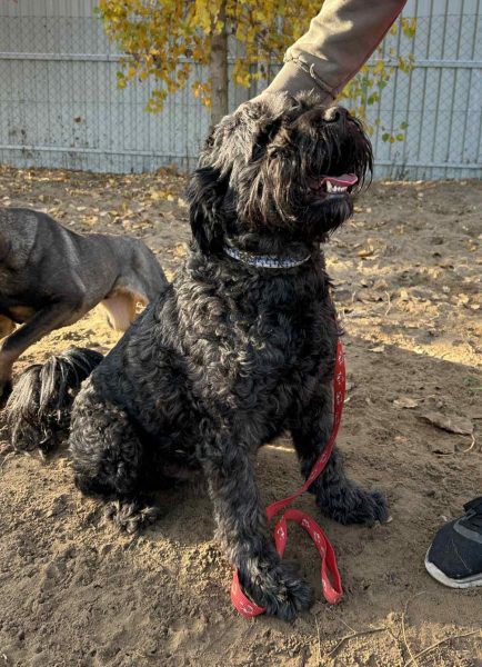 Pako, Schnauzer-Mix, Pegnitz