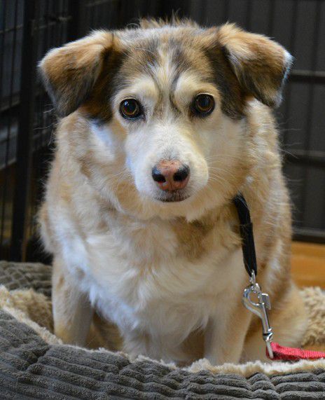 Sandy, Mischling, Stuttgart