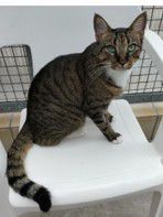 Merlin, EKH, Stuttgart