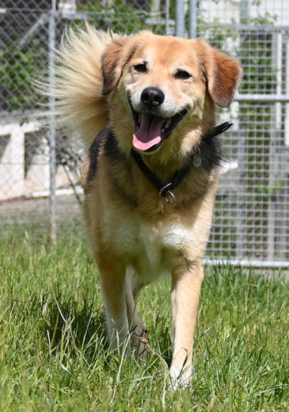 Pumpkin, Schäferhund-Mix, Stuttgart