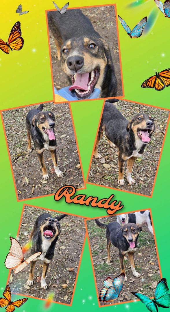 Randy, Mischling-Mischling, Aufenthalt in Rumänien