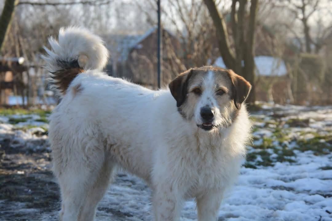 Elsa, Mischling, Burgsinn