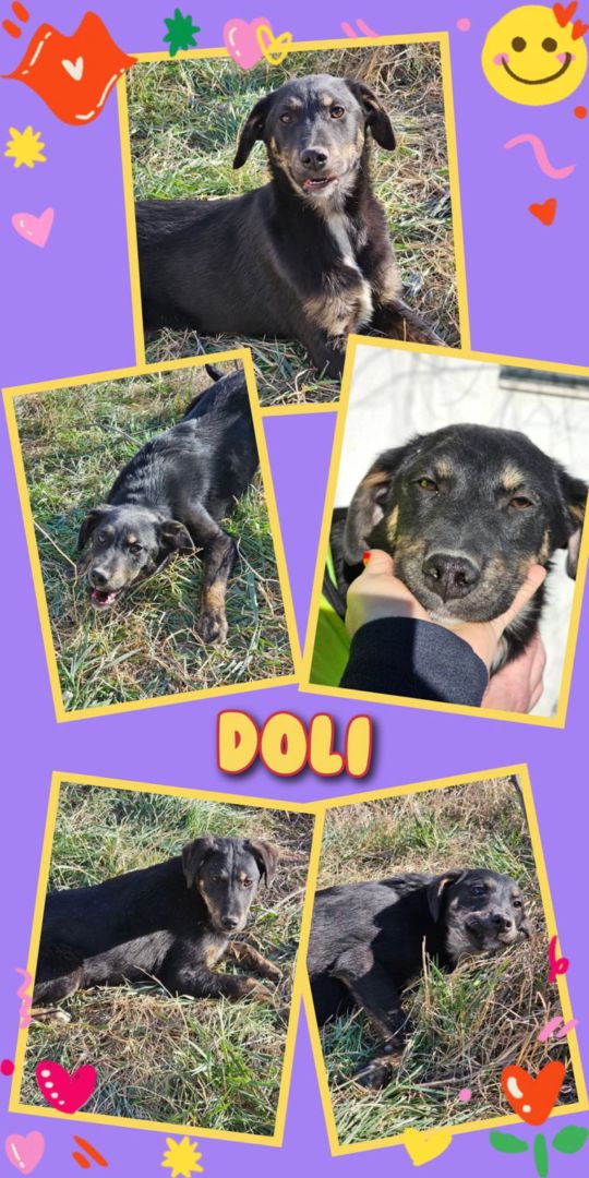 Doli, Mischling, Aufenthalt in Rumänien
